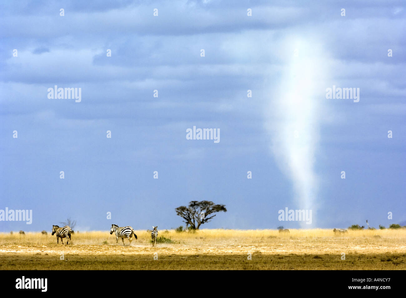 TORNADO in the savannah of AMBOSELI  NATIONAL PARK east africa  KENYA kenia ZEBRA vortex tornado  hose hosepipe  sleeving tube Stock Photo