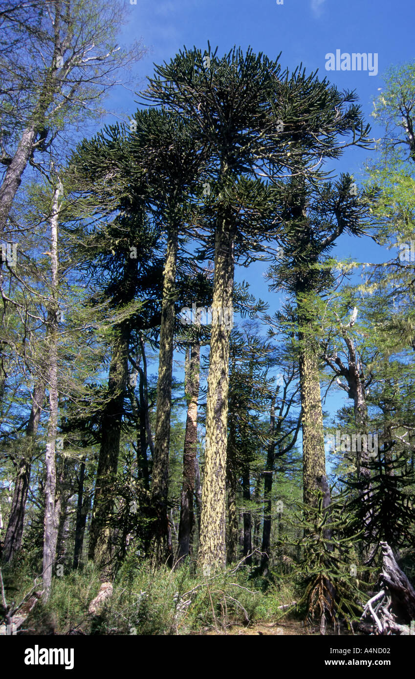 Araucaria / Pehuen trees (Monkey Puzzle), Cani Nature Reserve, near ...