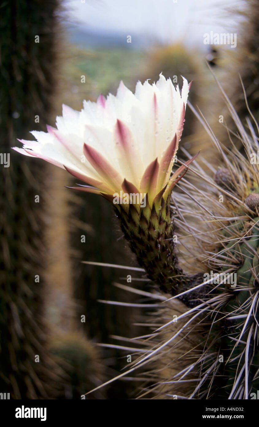 Cactus flower in the desert, north of Santiago. Chile Stock Photo