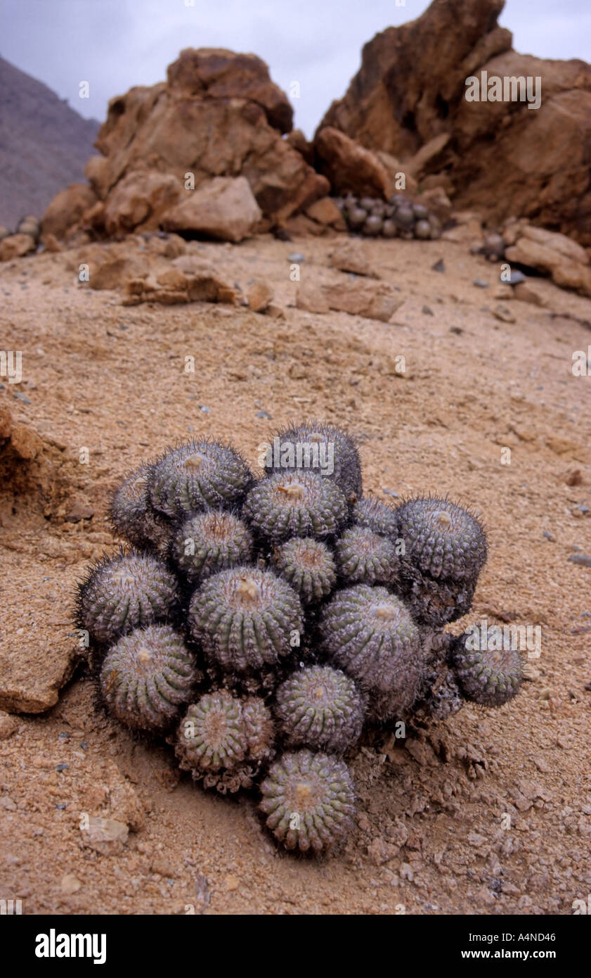 Cacti, copiapoa cinerescens, at Pan de Azucar National Park, Chile Stock Photo