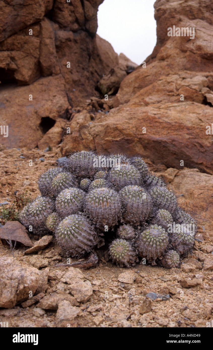 Cacti, copiapoa cinerescens, at Pan de Azucar National Park, Chile Stock Photo
