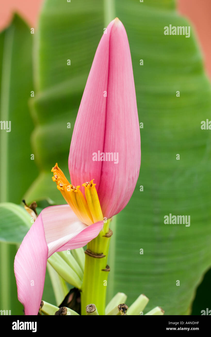 banana flower blossom grean leaf Gomba flower bud Stock Photo Alamy