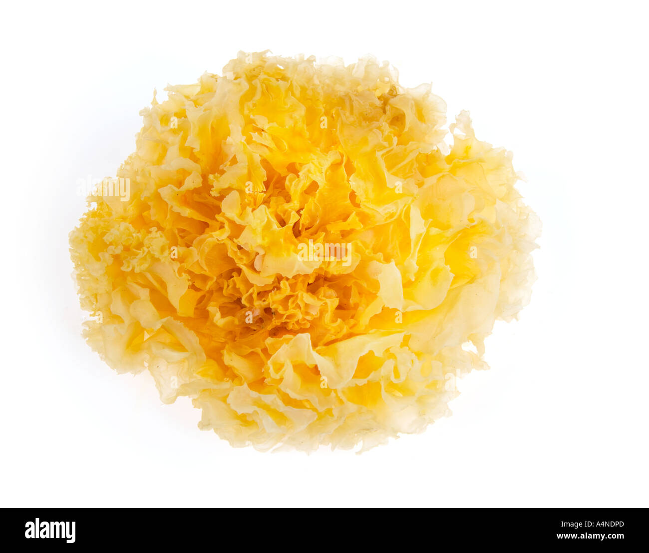 Chinese WHITE FUNGUS mushroom ASIAN COOKING delicacy Sparassis Crispa