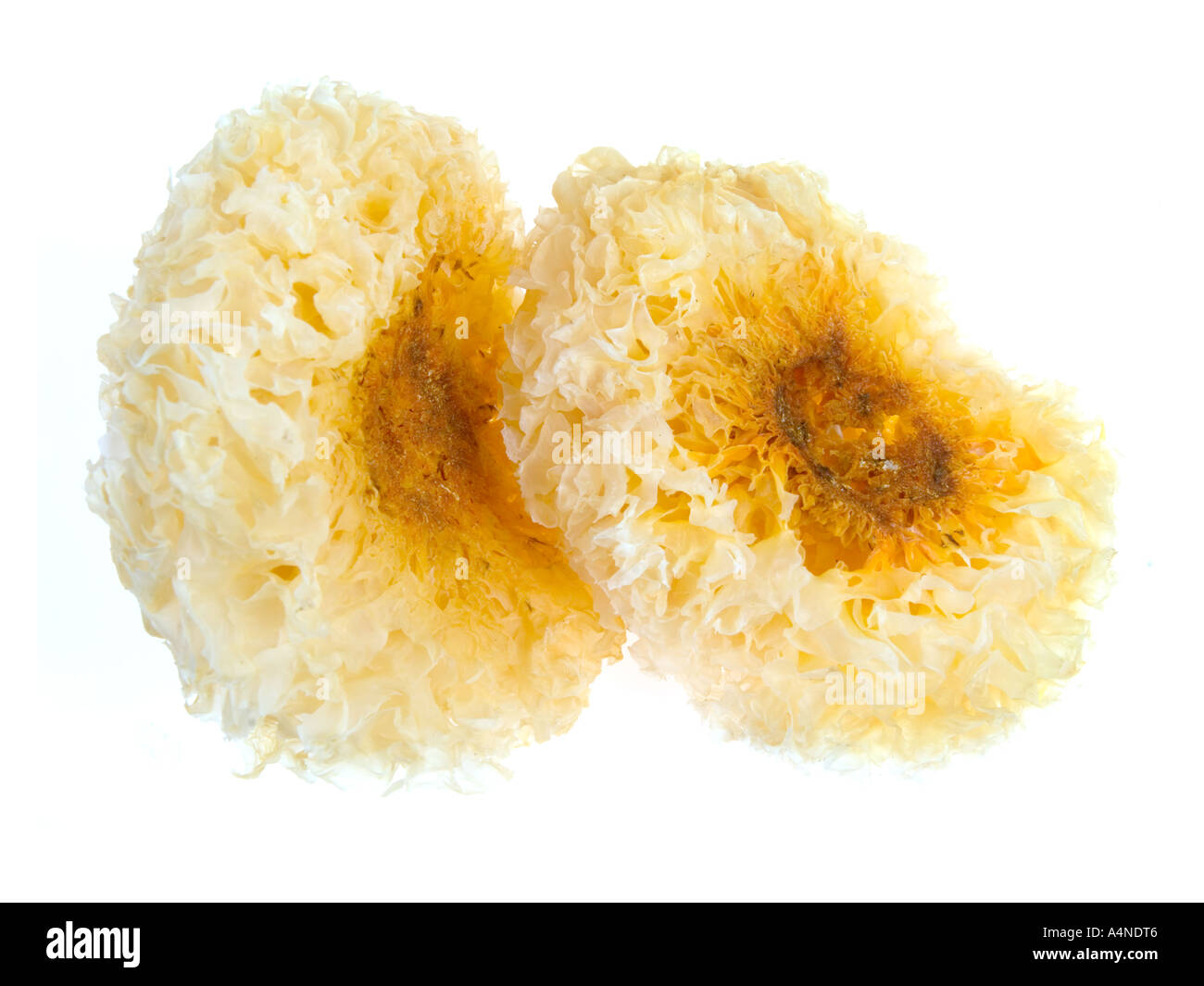 Chinese WHITE FUNGUS mushroom ASIAN COOKING Stock Photo Alamy