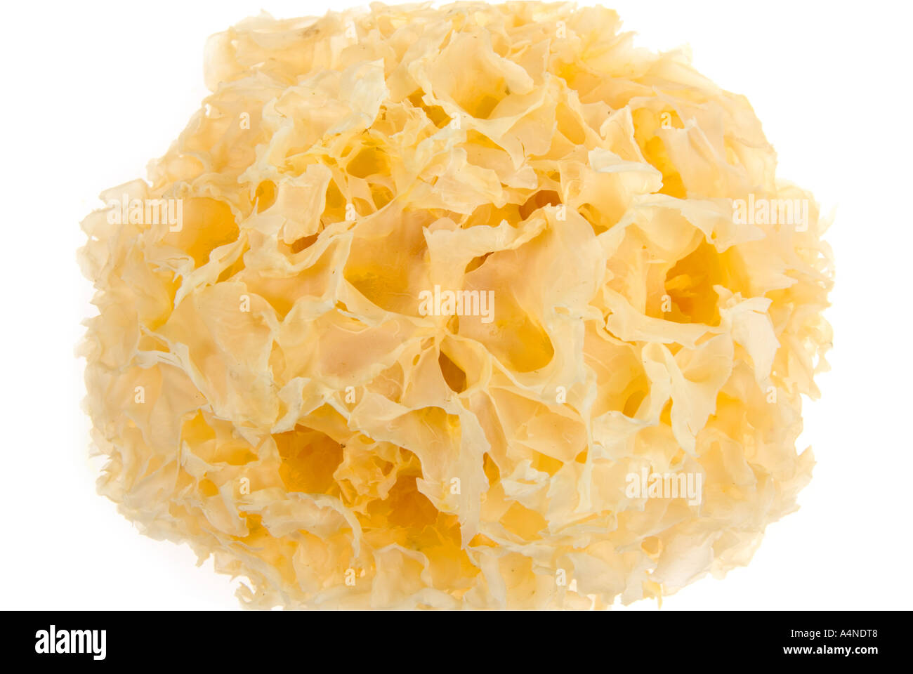 Chinese WHITE FUNGUS mushroom ASIAN COOKING Sparassis Crispa Stock