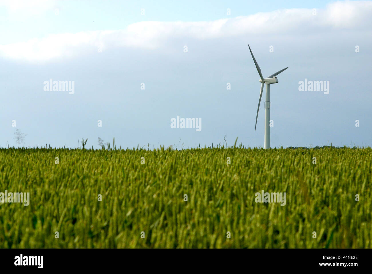 Wind turbine in wheat field, Denmark Stock Photo