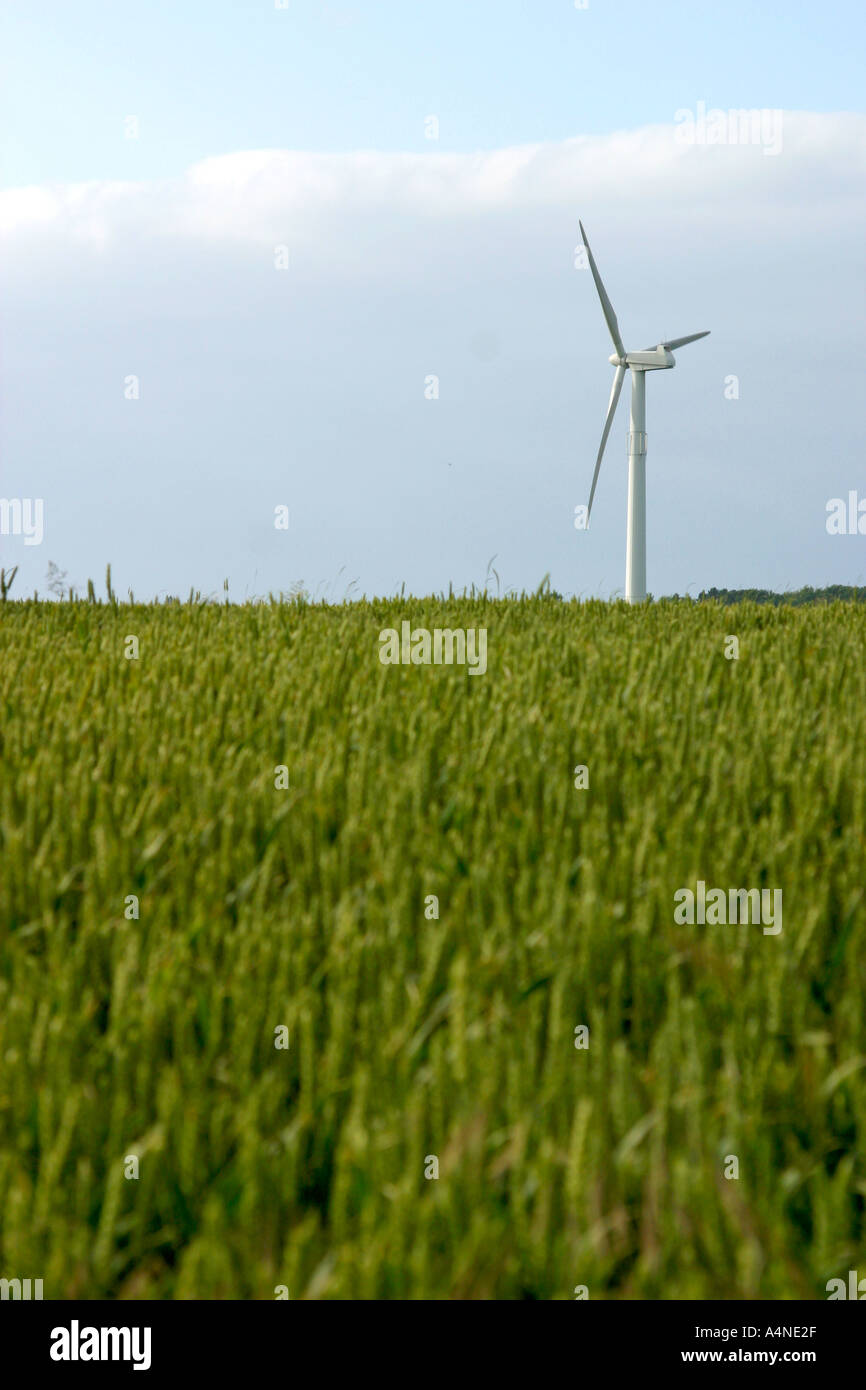 Danish wheat field with wind turbine Stock Photo