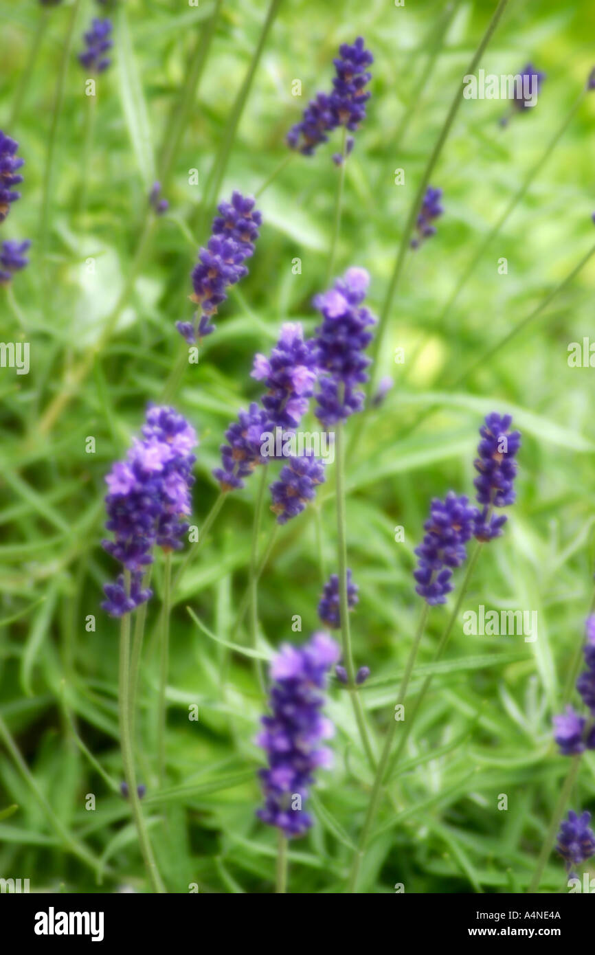 Close-up of purple lavender Stock Photo