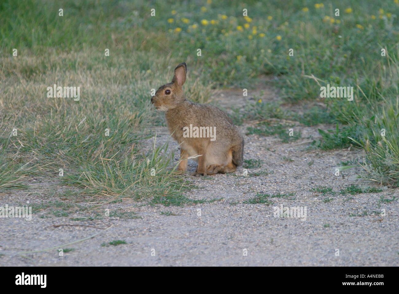 Rabbit lake saskatchewan hires stock photography and images Alamy