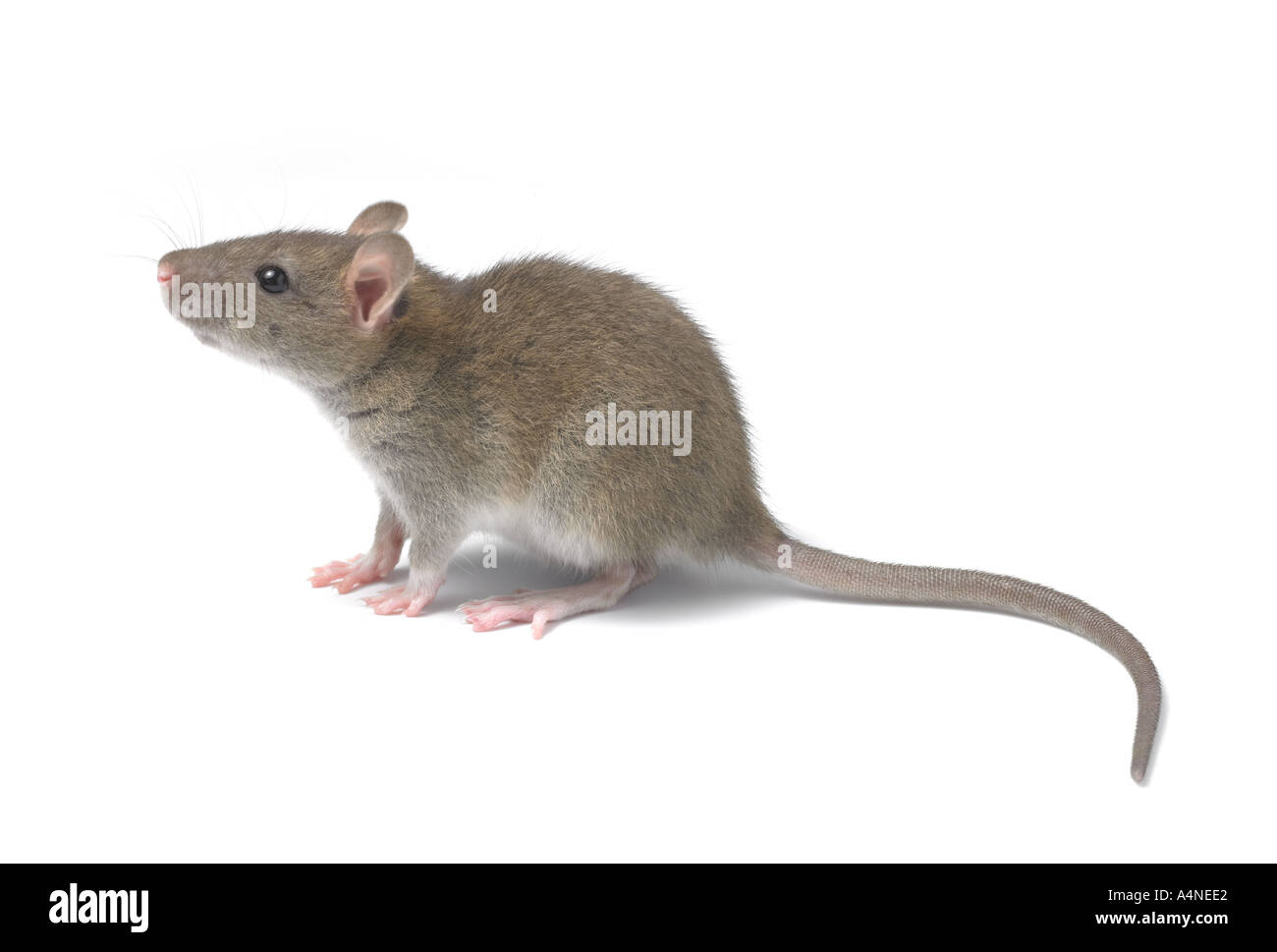 Young brown rat Stock Photo