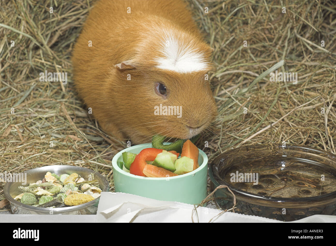 fresh hay for guinea pigs