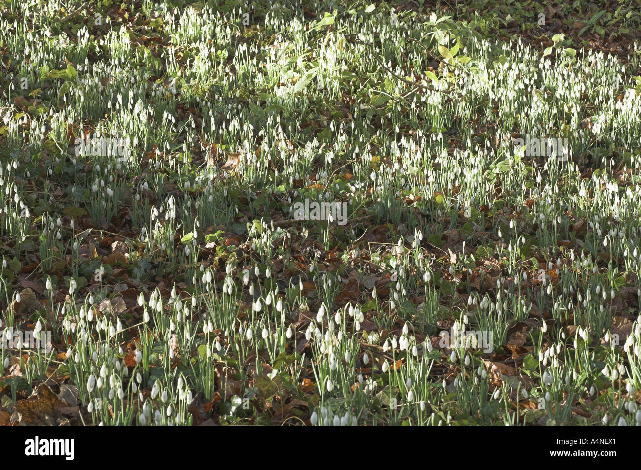 Snowdrops galanthus nivalis in sun dappled woodland under storey Norfolk February Stock Photo