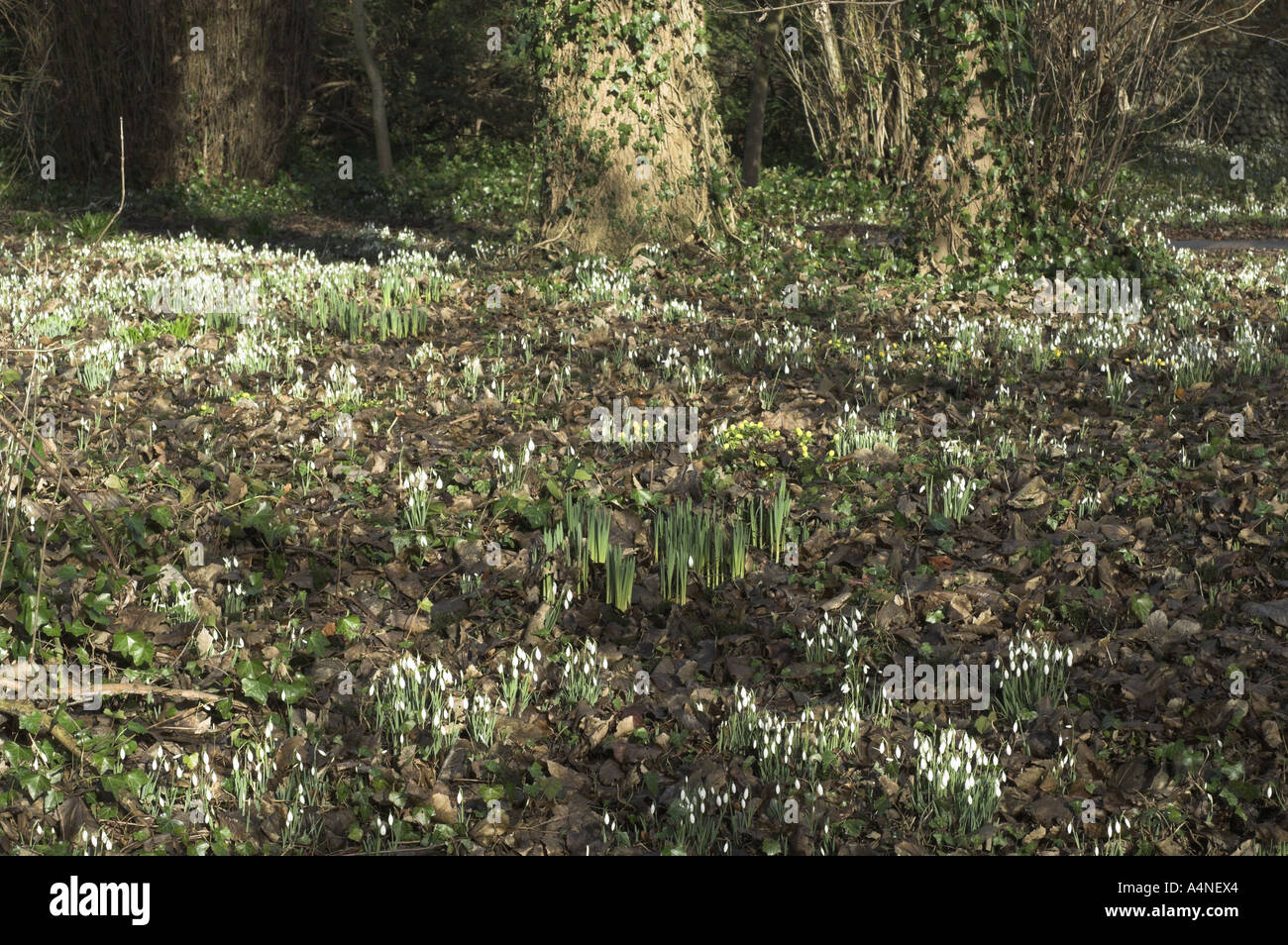 Snowdrops galanthus nivalis in sun dappled woodland under storey Norfolk February Stock Photo