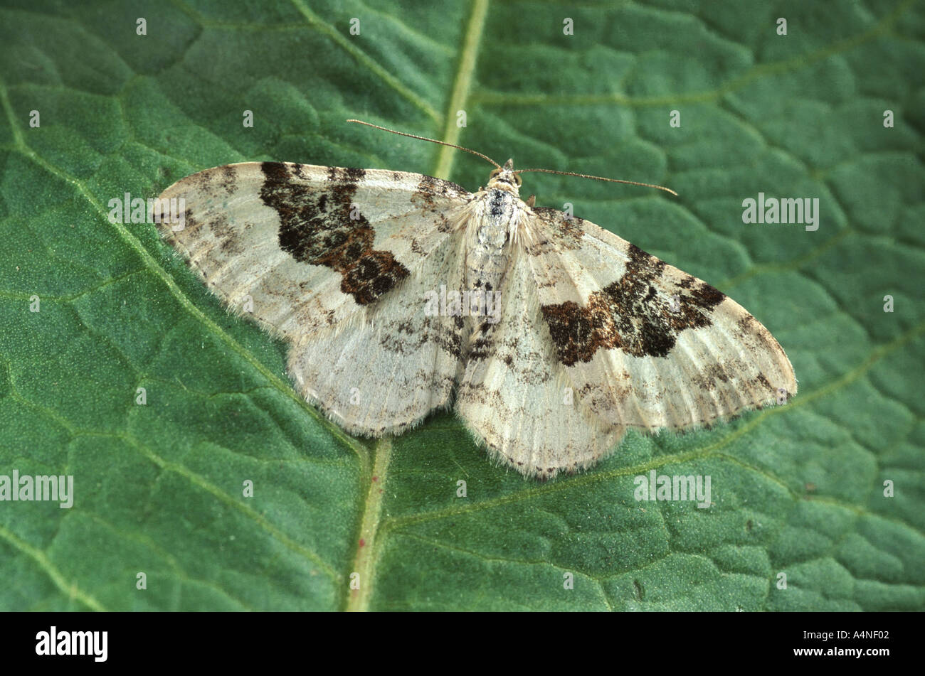Silver Ground Carpet Xanthorhoe montanata Stock Photo Alamy