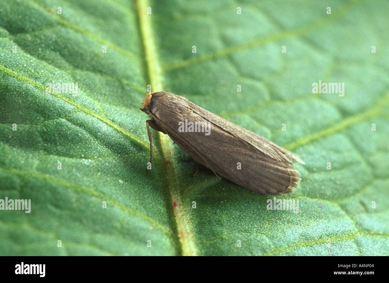 Lesser Wax moth Achroia grisella Stock Photo