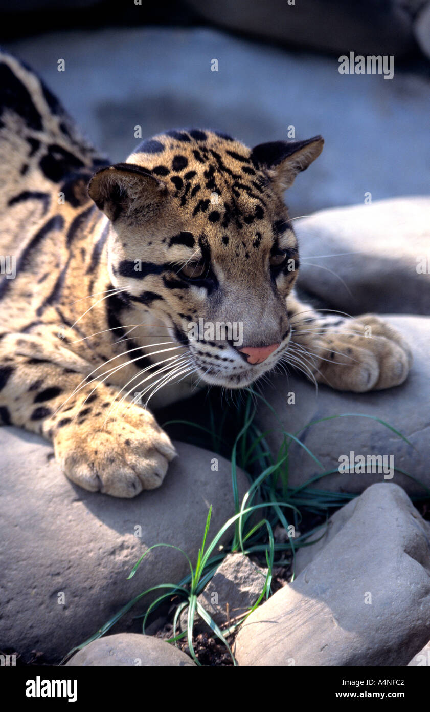 the distinctive  and exquisite Clouded Leopard prepares to pounce on prey Stock Photo