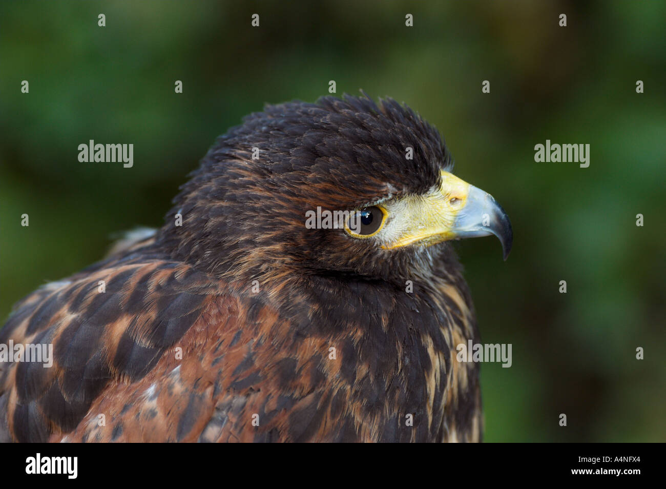 American Harris Hawk used in falconry Spain controlled conditions Stock