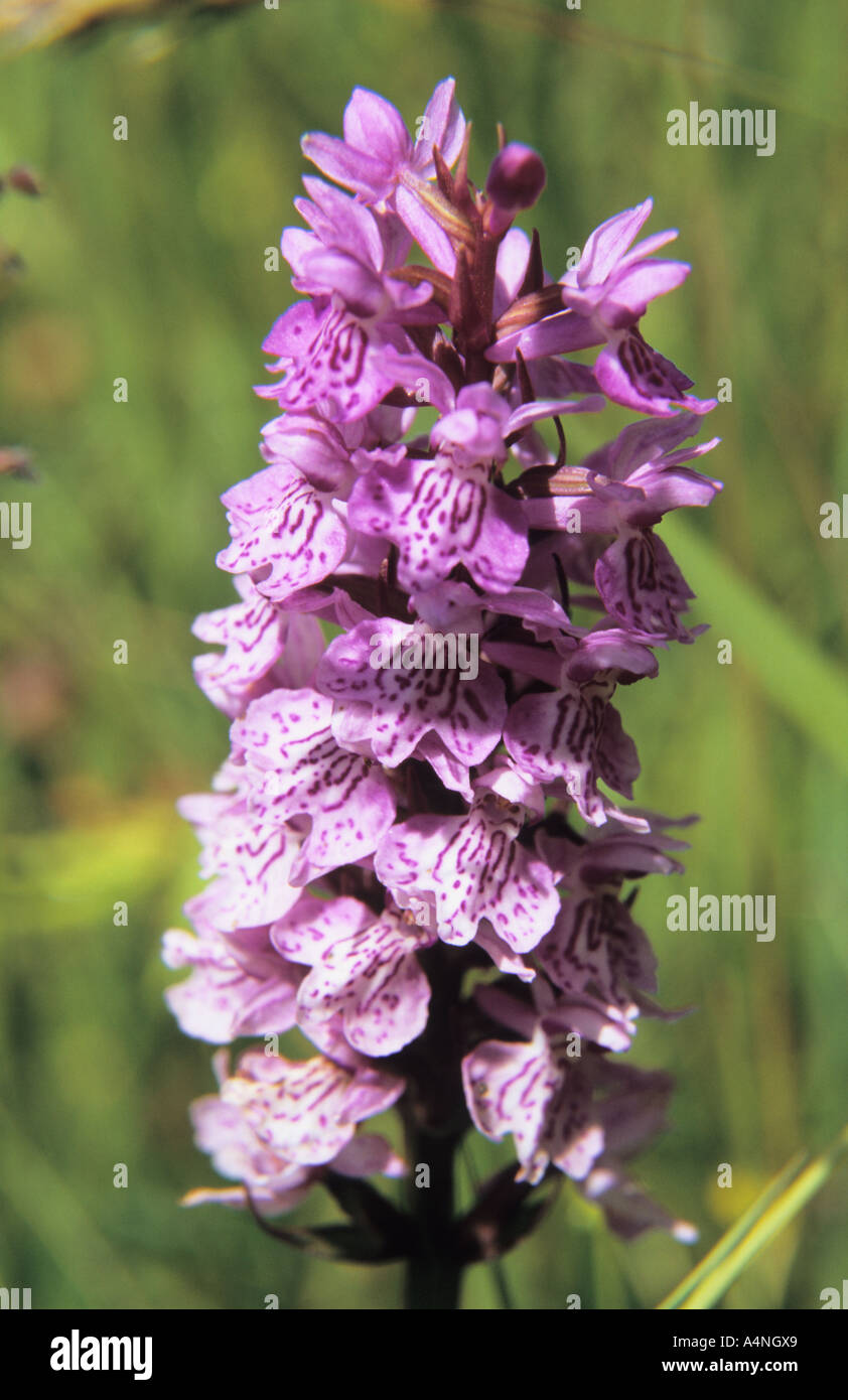 Close-up of Dactylorhiza baltica wild Orchid flower Stock Photo