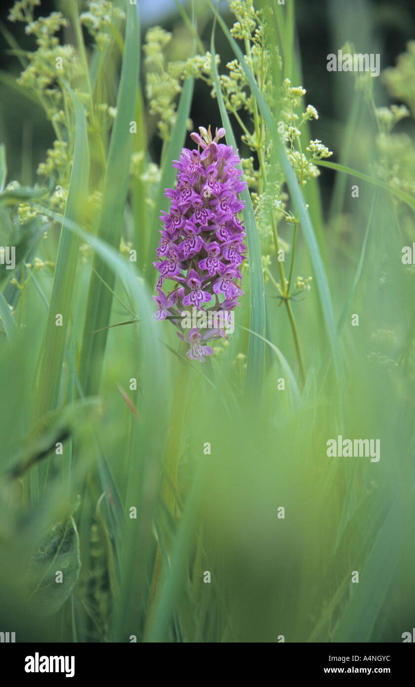 Close-up of Dactylorhiza baltica Orchid flower Stock Photo