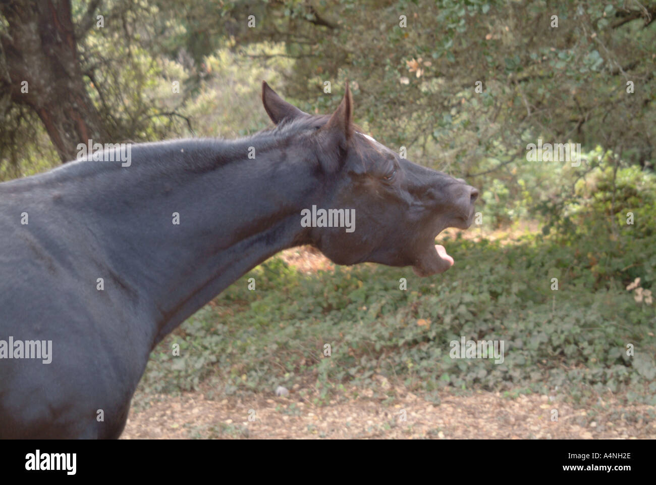 Black mare horse with a white spot on its forehead in a field Horse is laughing or sneezing MR L 023 PR L 023 Stock Photo