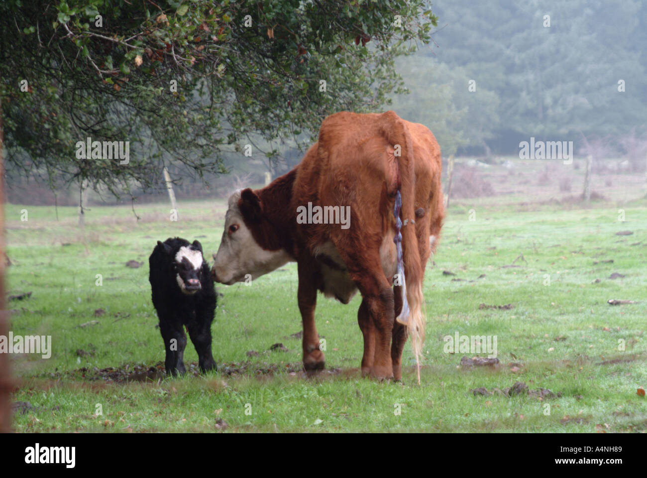 Cow with newborn calf only hours old in Occidental California Stock
