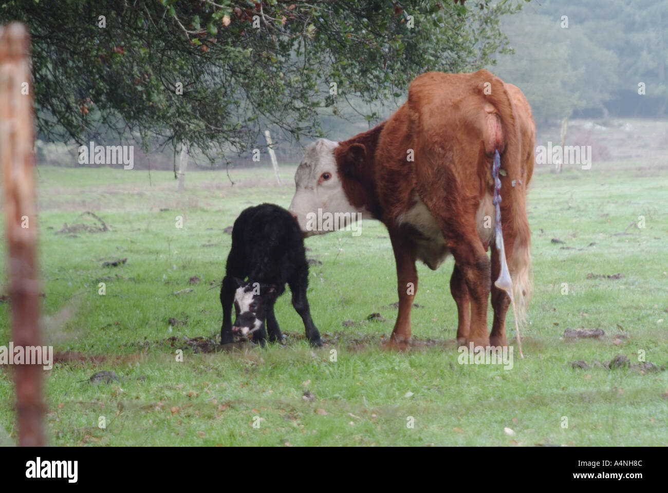 Cow with newborn calf only hours old in Occidental California Stock