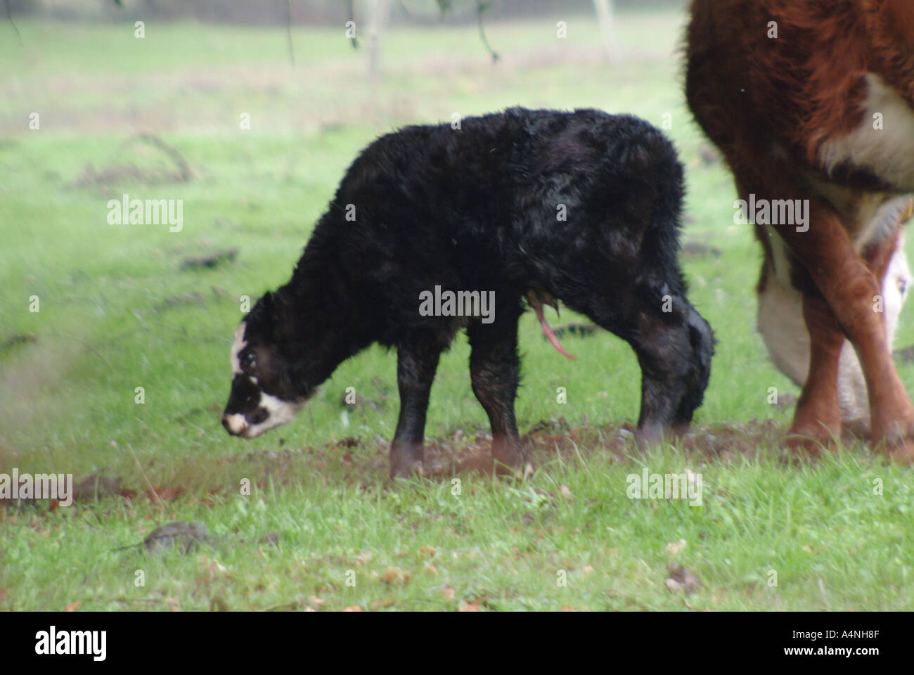 Cow with newborn calf only hours old in Occidental California Stock