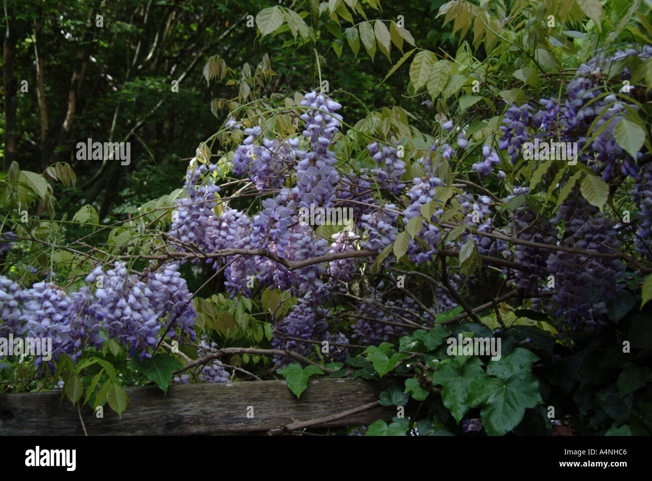 Blue violet flowers of the Chinese wisteria plant bloom in Sonoma County California PR M 101 Stock Photo