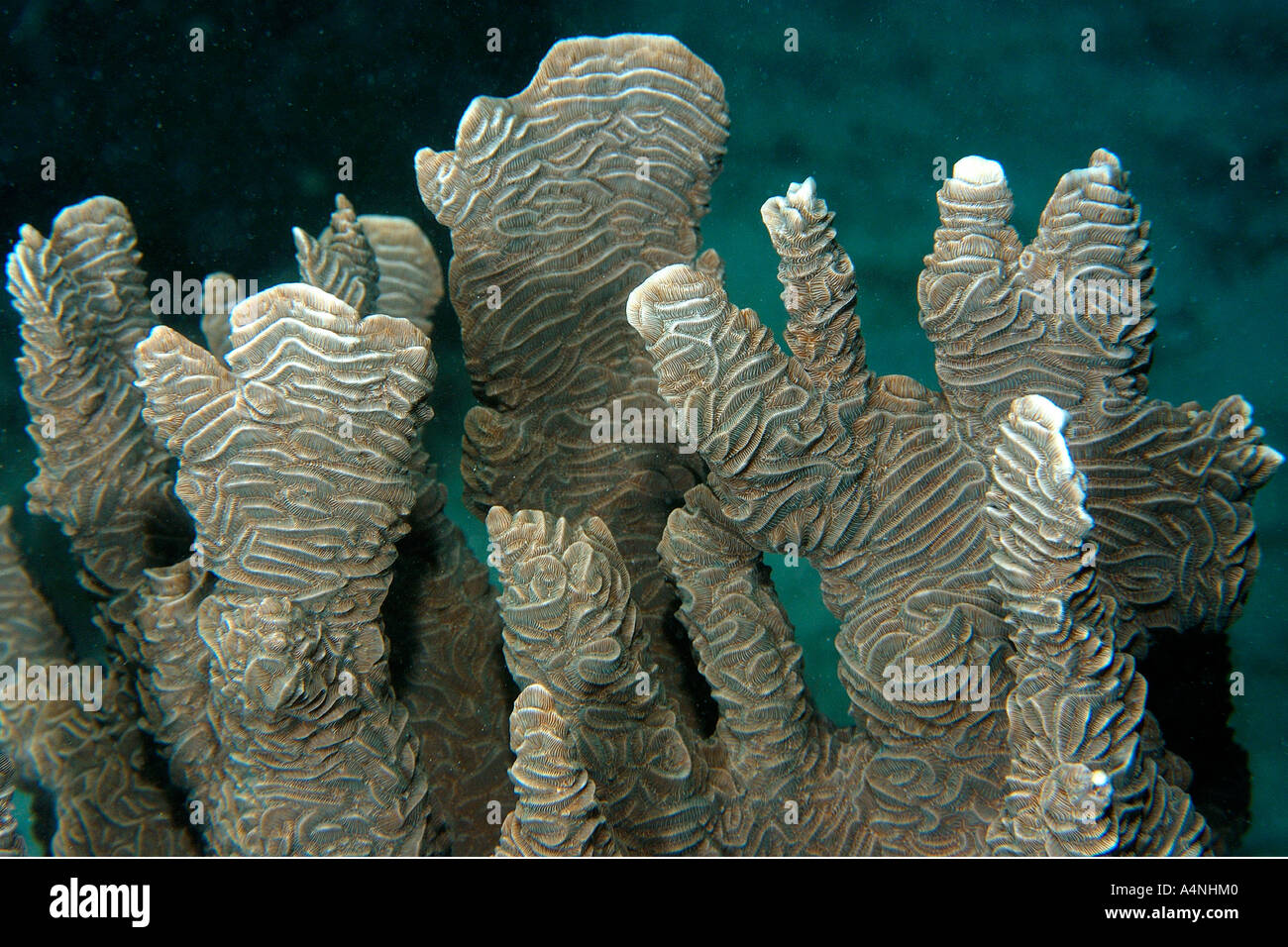Elephant skin or hard plate coral Pachyseris rugosa Palau Micronesia Stock Photo