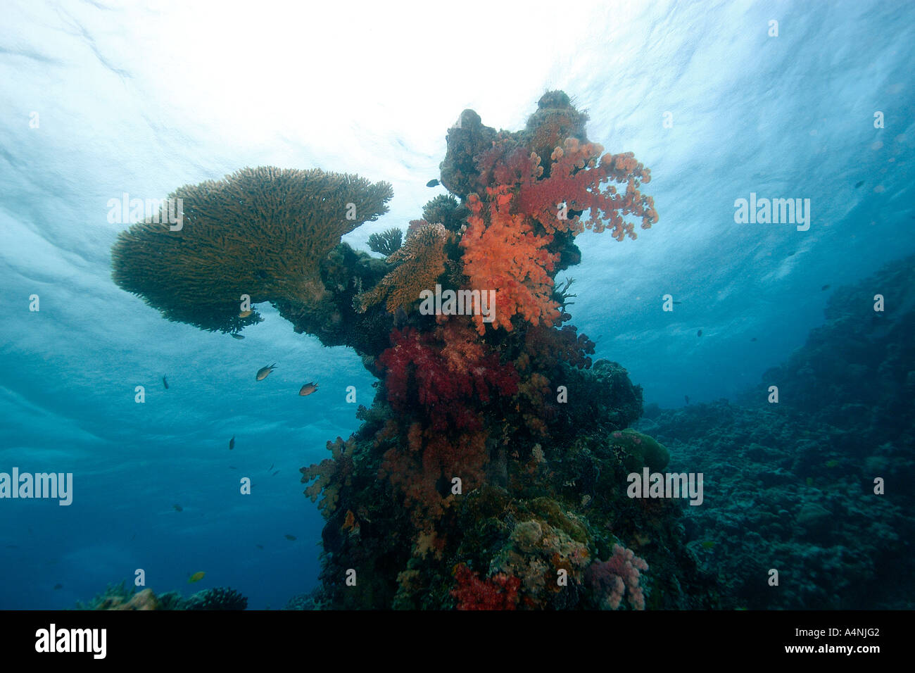 Coral head hosting a variety of healthy soft and hard corals Ulong channel Palau Micronesia Stock Photo