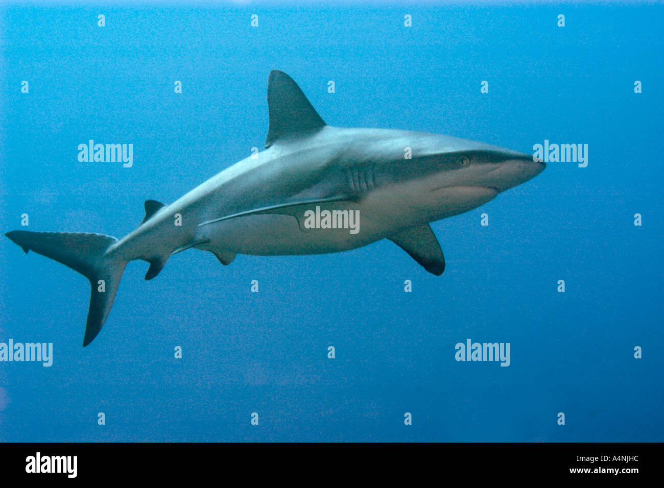 Grey reef shark Carcharhinus amblyrhynchos Blue corner Palau Stock Photo