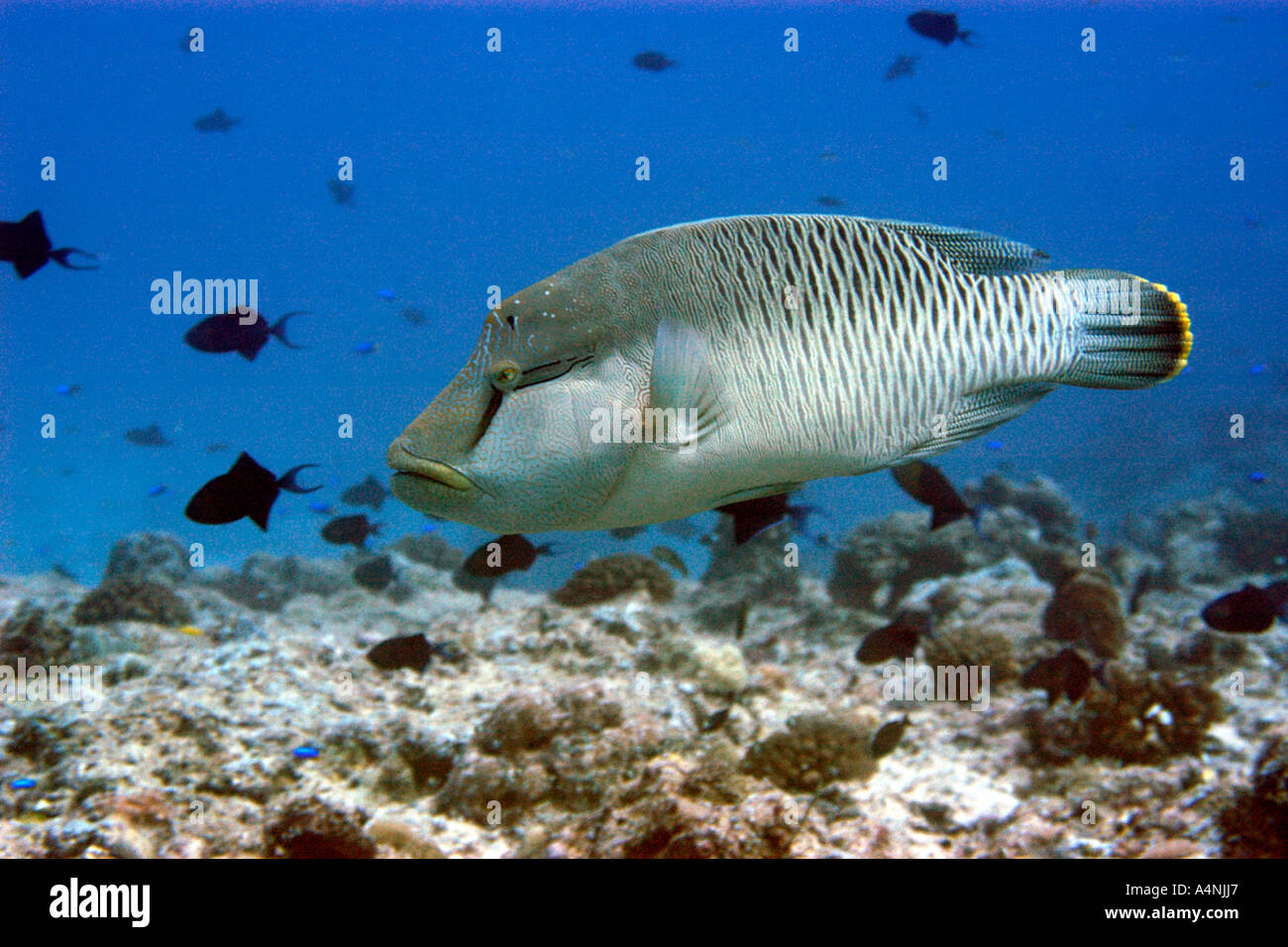 Initial phase napoleon wrasse Cheilinus undulatus Blue corner Palau Micronesia Stock Photo