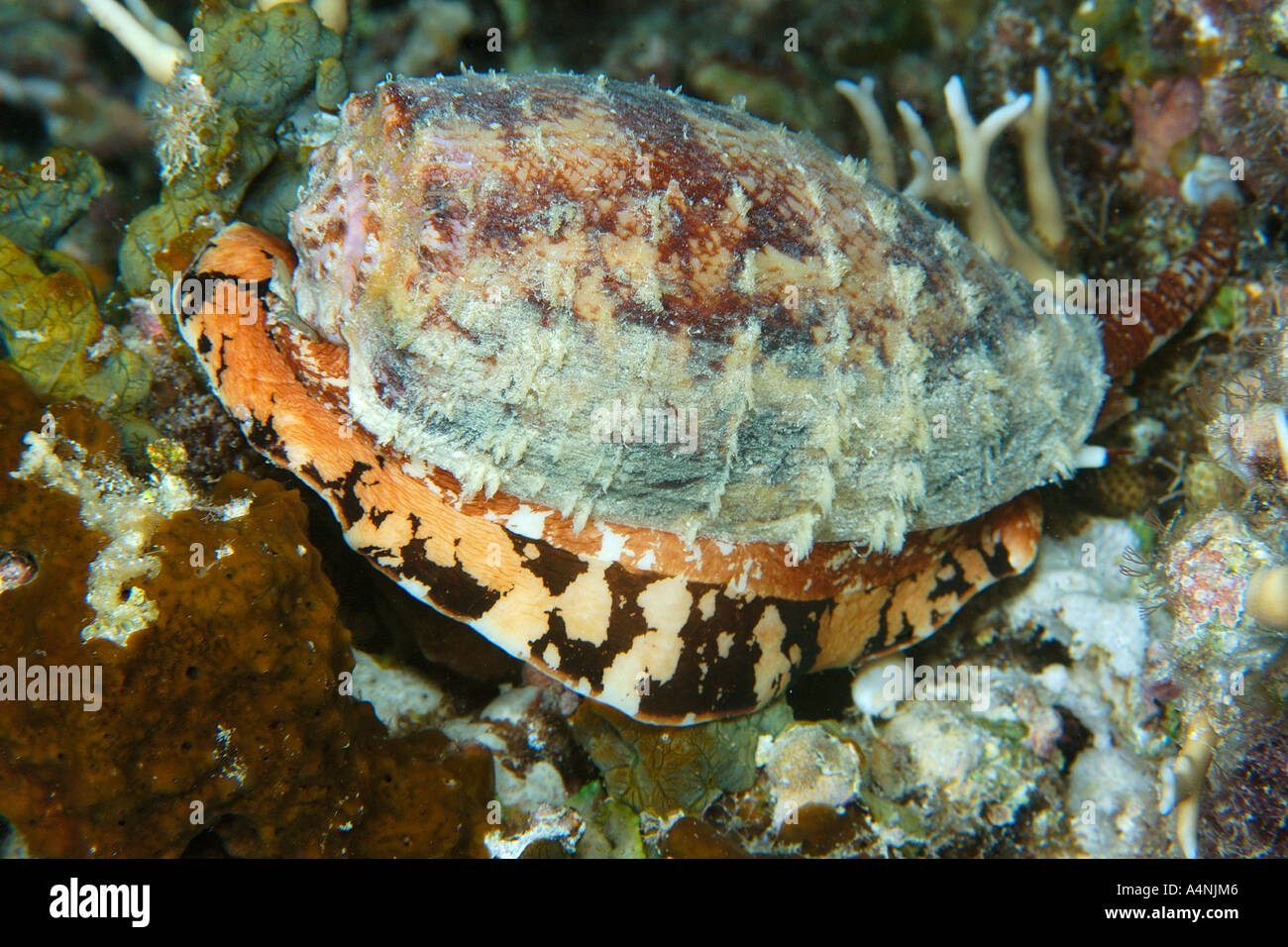 Cone shell Conus geographus most toxic conus species Short drop off Palau Micronesia Stock Photo
