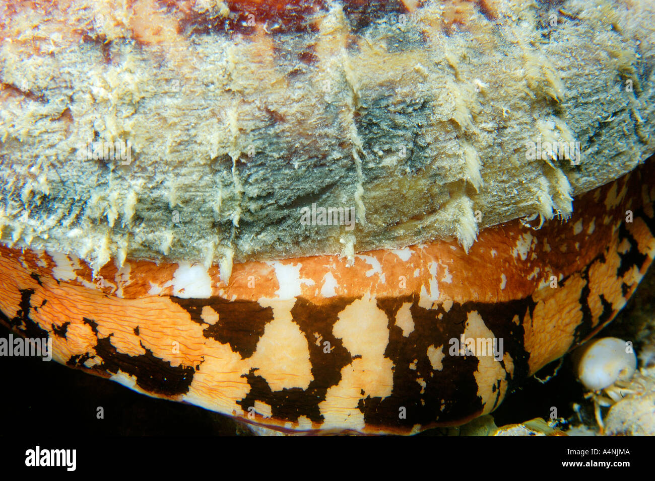 Cone shell Conus geographus mante detail most toxic conus species Short drop off Palau Micronesia Stock Photo