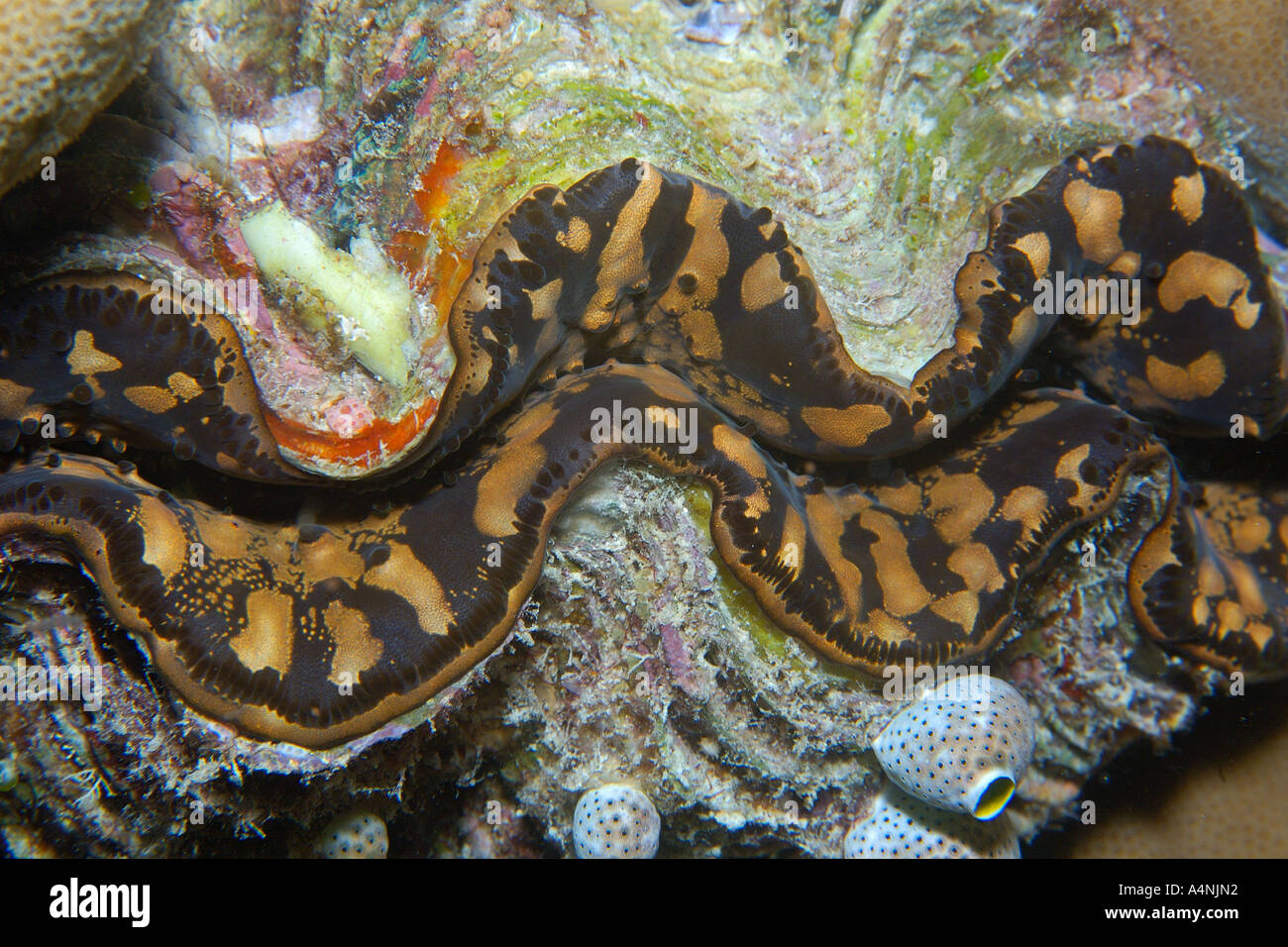 Smooth giant clam Tridacna derasa mantle detail Short drop off Palau Micronesia Stock Photo