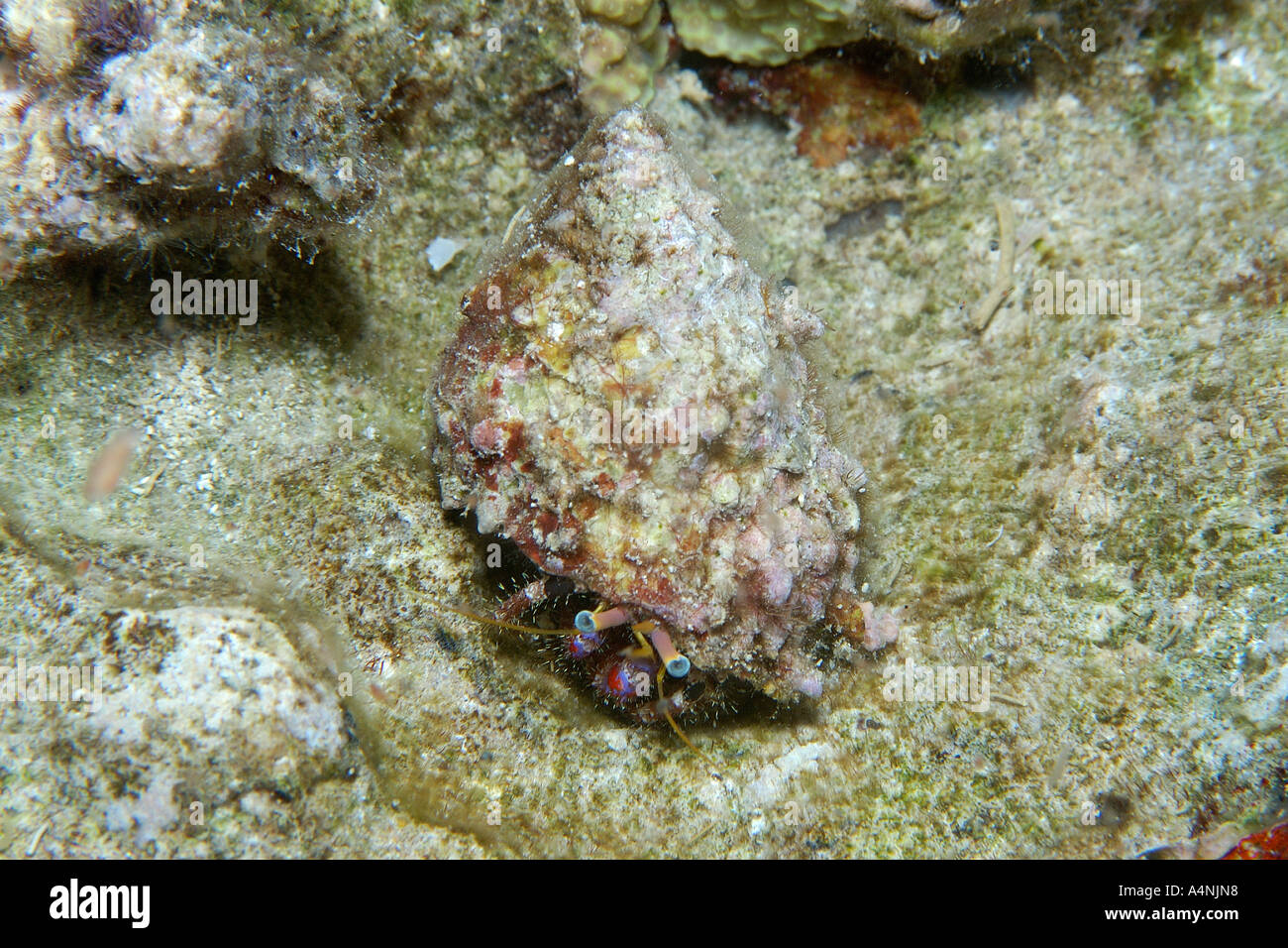 Hermit crab Calcinus sp Short drop off Palau Micronesia Stock Photo