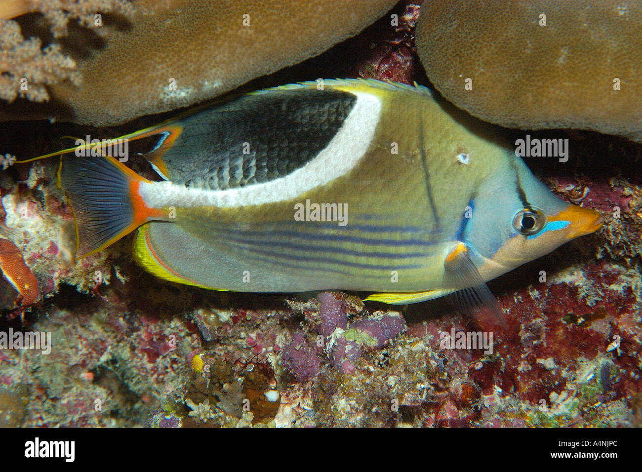 Saddled butterflyfish Chaetodon ephippium night Short drop off Palau Micronesia Stock Photo