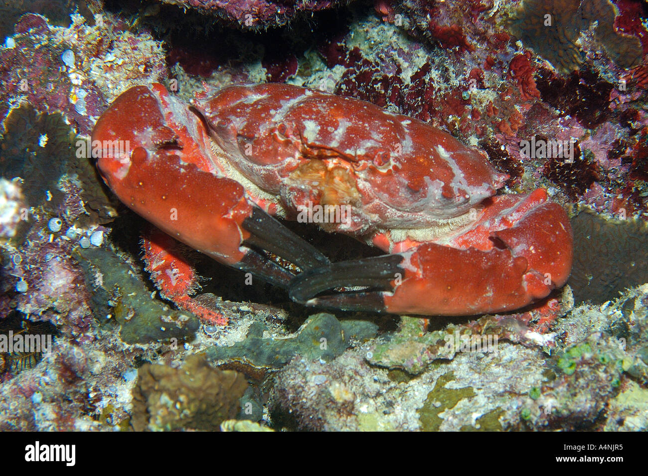 Splendid round crab Etisus splendidus Short drop off Palau Micronesia Stock Photo
