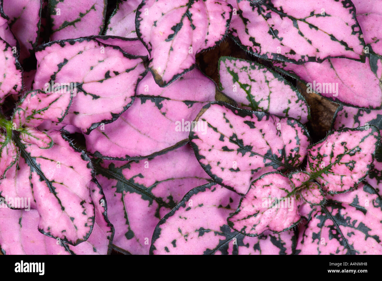 The Polka Dot plant Hypoestes phyllostachya detail shot of foliage potton bedfordshire Stock Photo