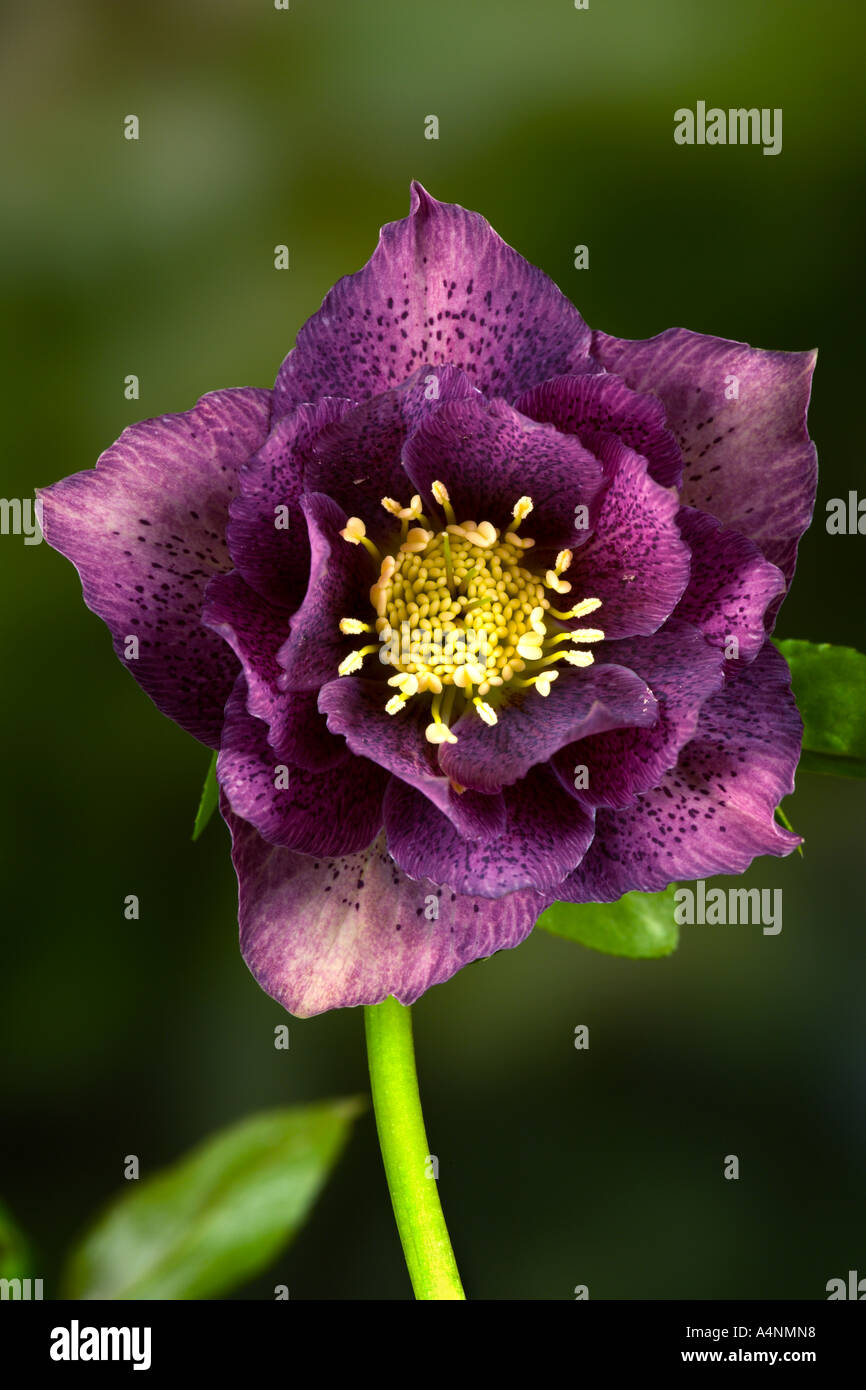 helleborus orientalis hillier Hybrid double form with nice out of focus background potton bedfordshire Stock Photo
