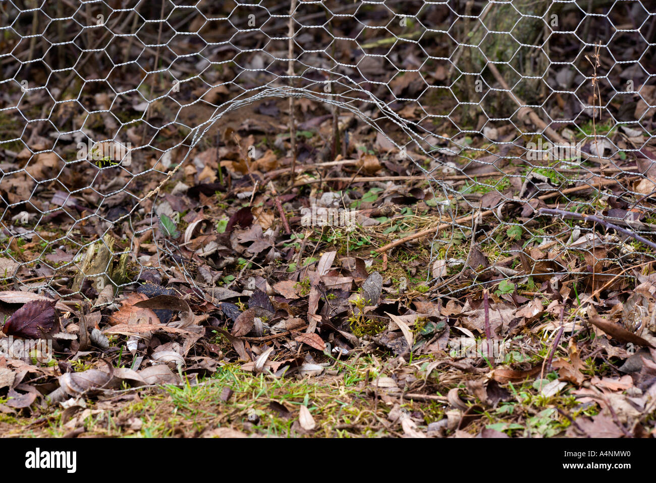 Fox run in wire fence paxton pits cambridgeshiure Stock Photo