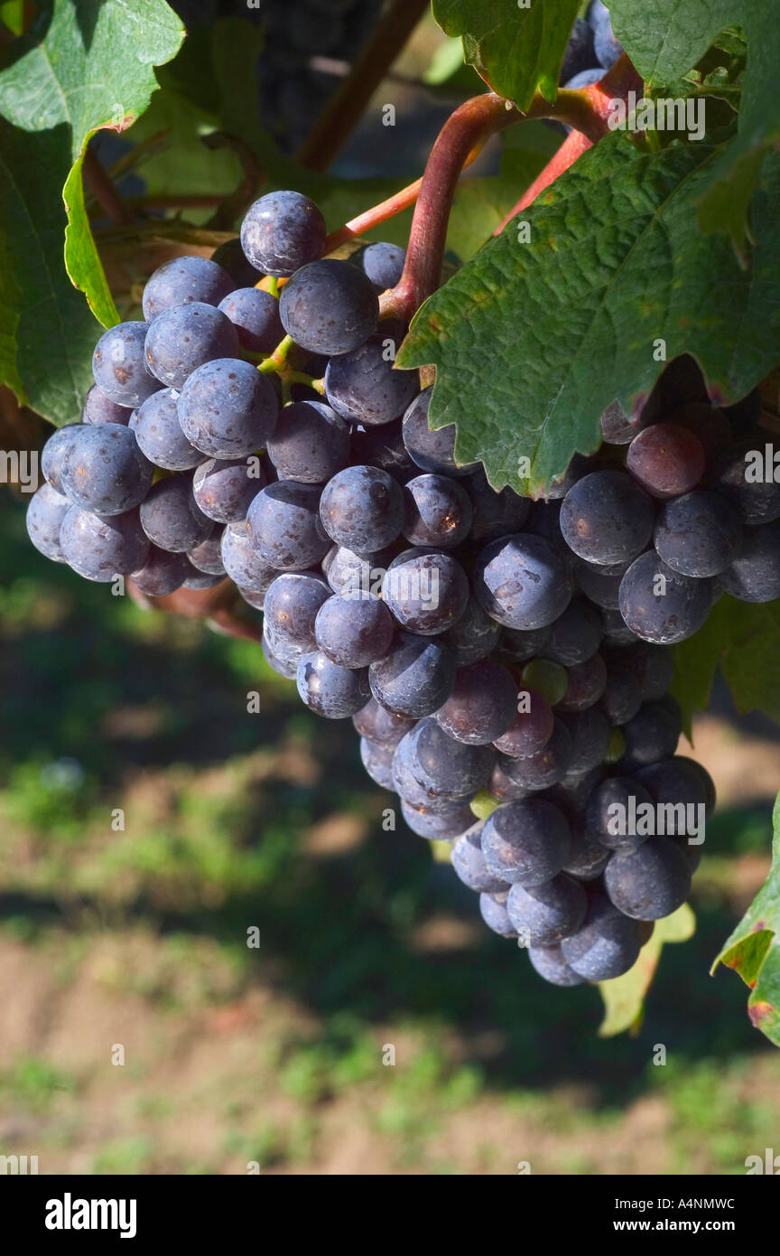 Zweigelt High Resolution Stock Photography and Images Alamy