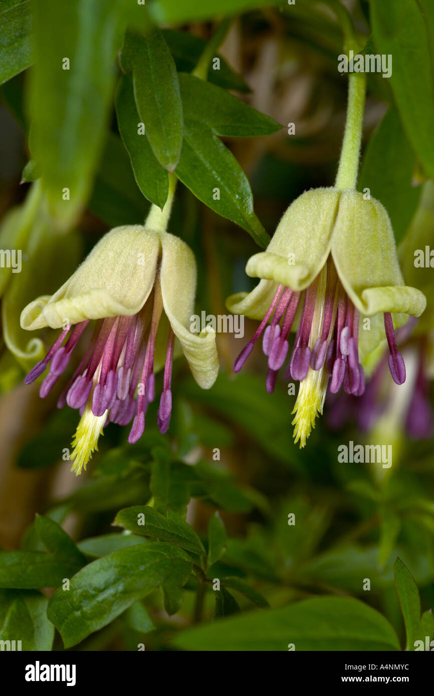 Clematis Napaulensis with nice defuse background potton bedfordshire Stock Photo