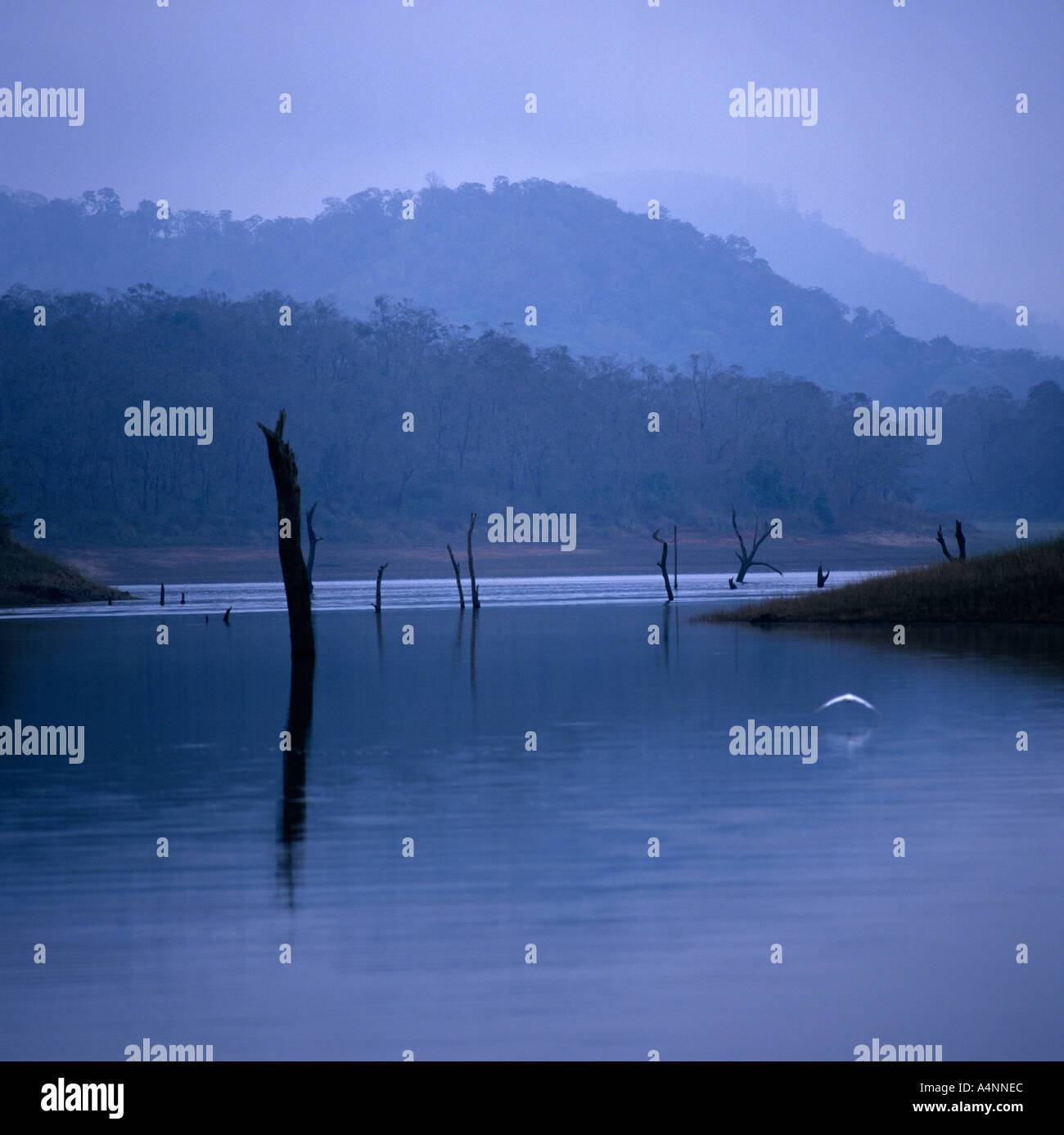 Kerala India Lake Periyar nature reserve Stock Photo Alamy