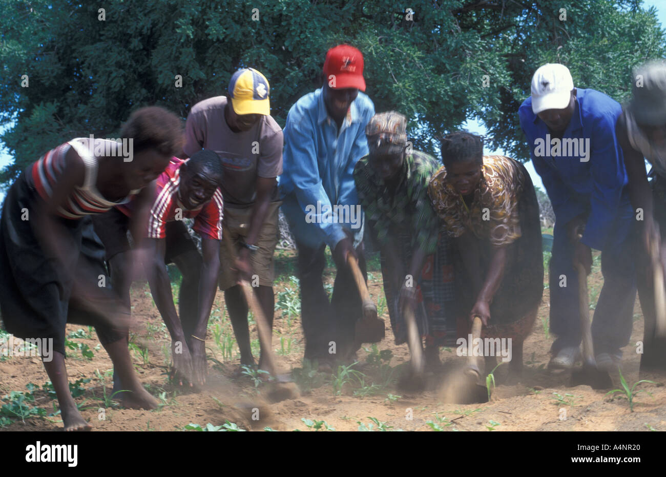Farm workers of Ocambo tribe working field with hoes rainy season Ovamboland Namibia Africa Stock Photo