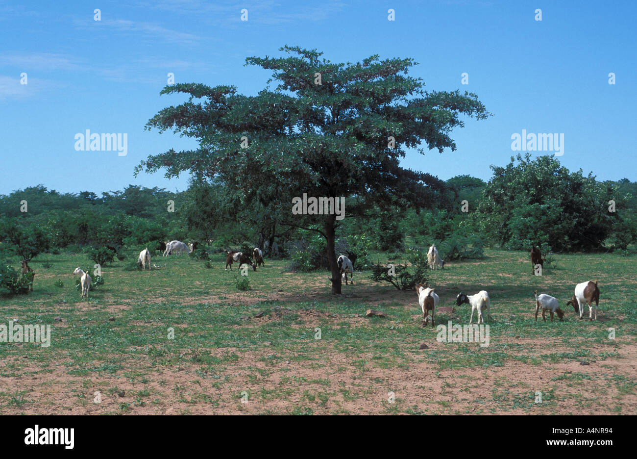 Goat herd grazing fresh grass after rain rainy season Ovamboland Namibia Stock Photo