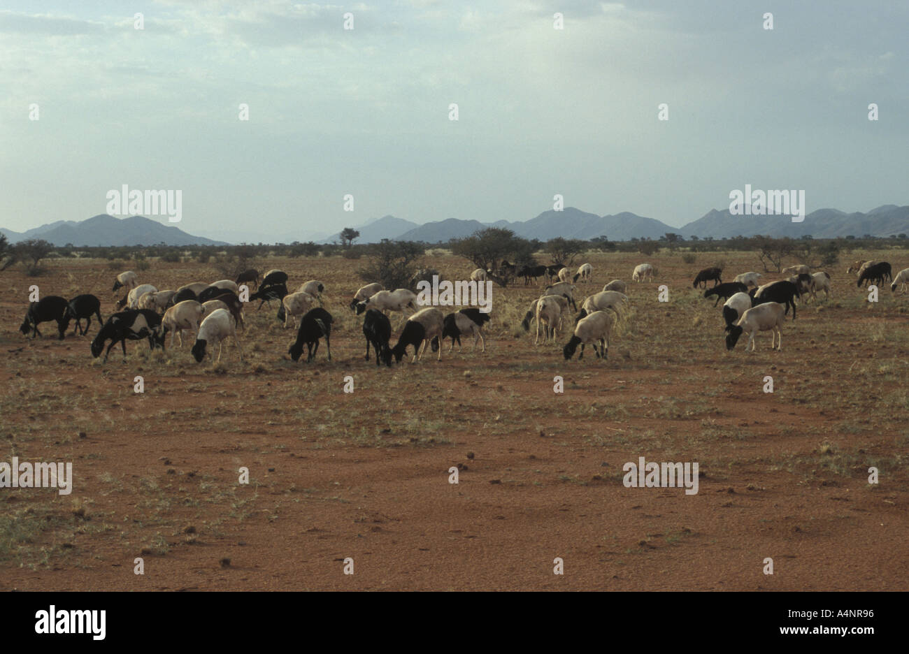 Overgrazing land hi-res stock photography and images - Alamy Overgrazing land hi-res stock photography and images - Alamy