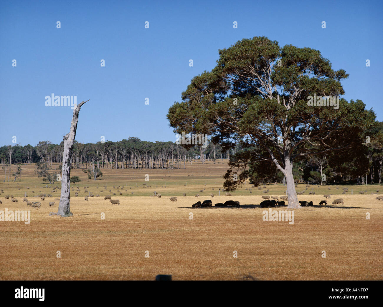 Sheep in the shade of jarrah tree and dead karri trunk near Margaret River Western Australia