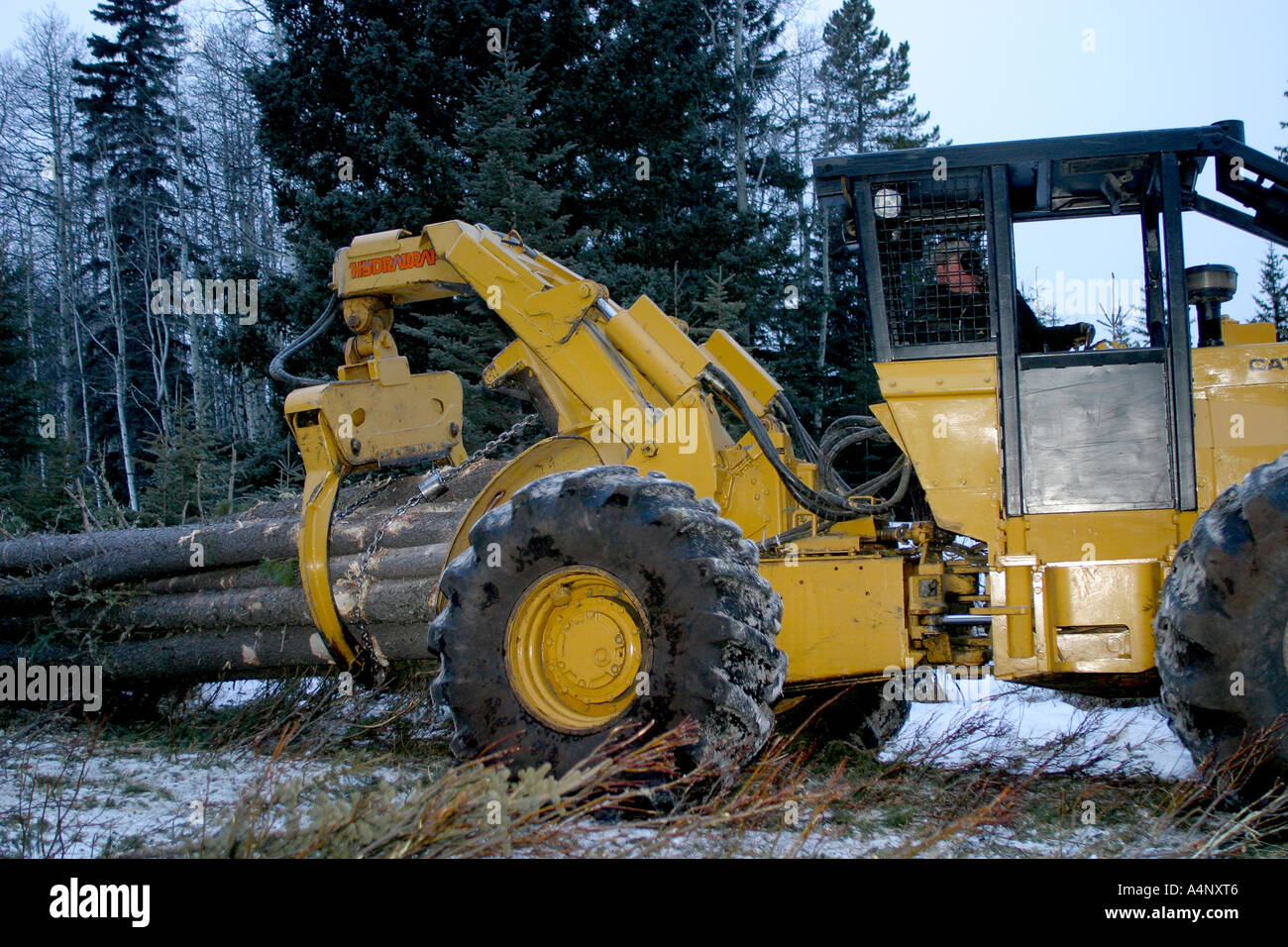 LOGGING INDUSTRY Stock Photo