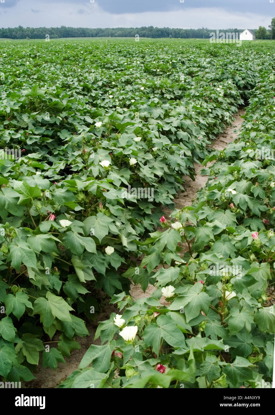 cotton field in North Carolina Stock Photo Alamy